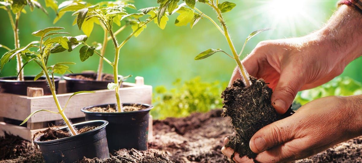 gardening-boom-1-1200x540